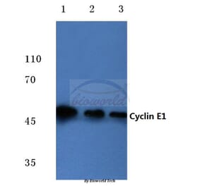 Anti-Cyclin E1 (L389) Antibody from Bioworld Technology (BS1086) - Antibodies.com