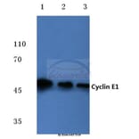 Anti-Cyclin E1 (L389) Antibody from Bioworld Technology (BS1086) - Antibodies.com