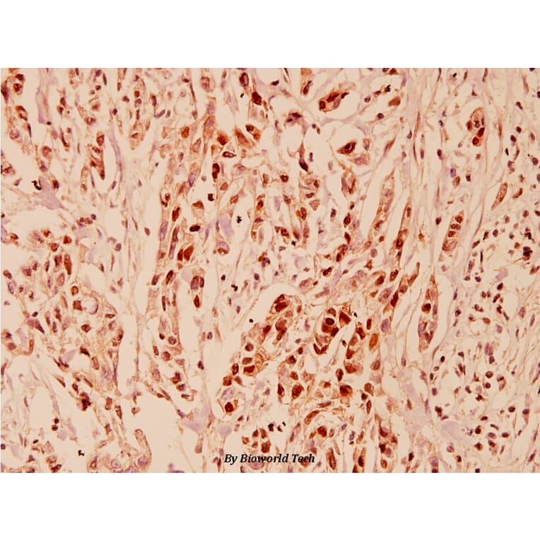 Anti-Cyclin E1 (L389) Antibody from Bioworld Technology (BS1086) - Antibodies.com