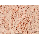Anti-Cyclin E1 (L389) Antibody from Bioworld Technology (BS1086) - Antibodies.com