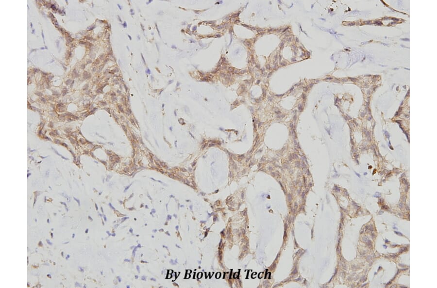 Anti-Cyclin G (I194) Antibody from Bioworld Technology (BS1088) - Antibodies.com