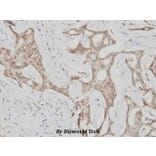 Anti-Cyclin G (I194) Antibody from Bioworld Technology (BS1088) - Antibodies.com