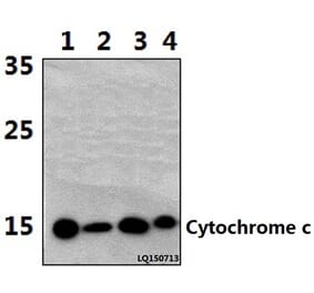 Anti-Cytochrome c (H19) Antibody from Bioworld Technology (BS1089) - Antibodies.com
