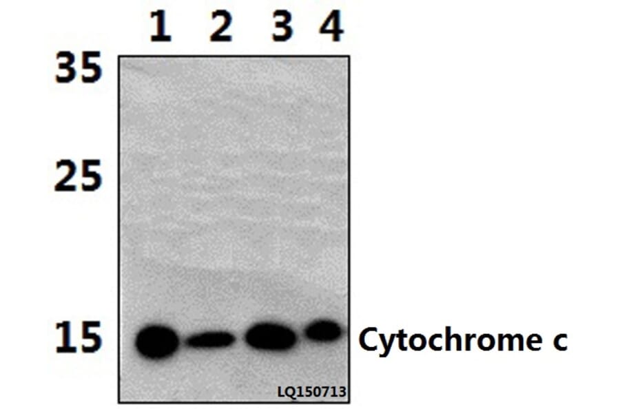 Anti-Cytochrome c (H19) Antibody from Bioworld Technology (BS1089) - Antibodies.com