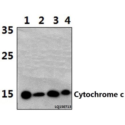 Anti-Cytochrome c (H19) Antibody from Bioworld Technology (BS1089) - Antibodies.com