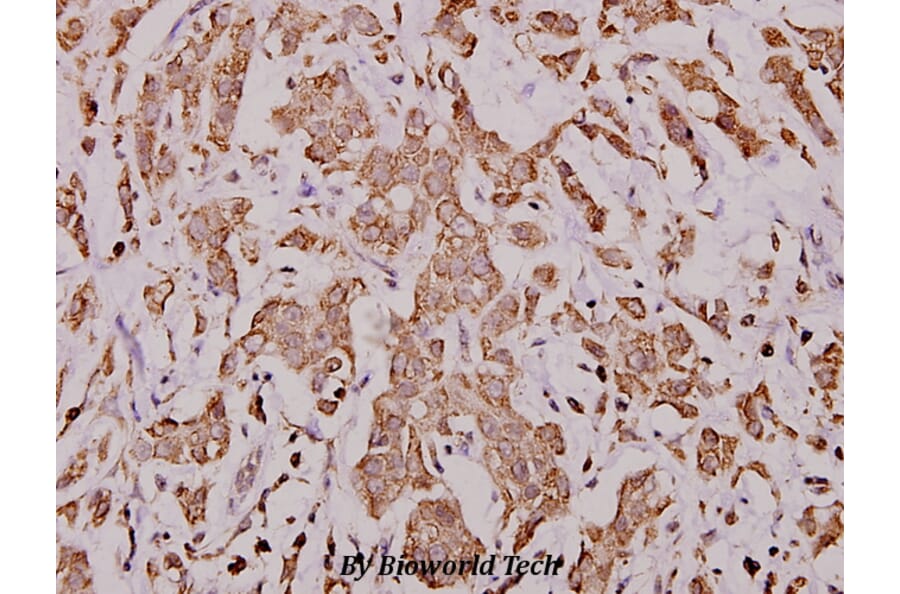 Anti-Cytochrome c (H19) Antibody from Bioworld Technology (BS1089) - Antibodies.com