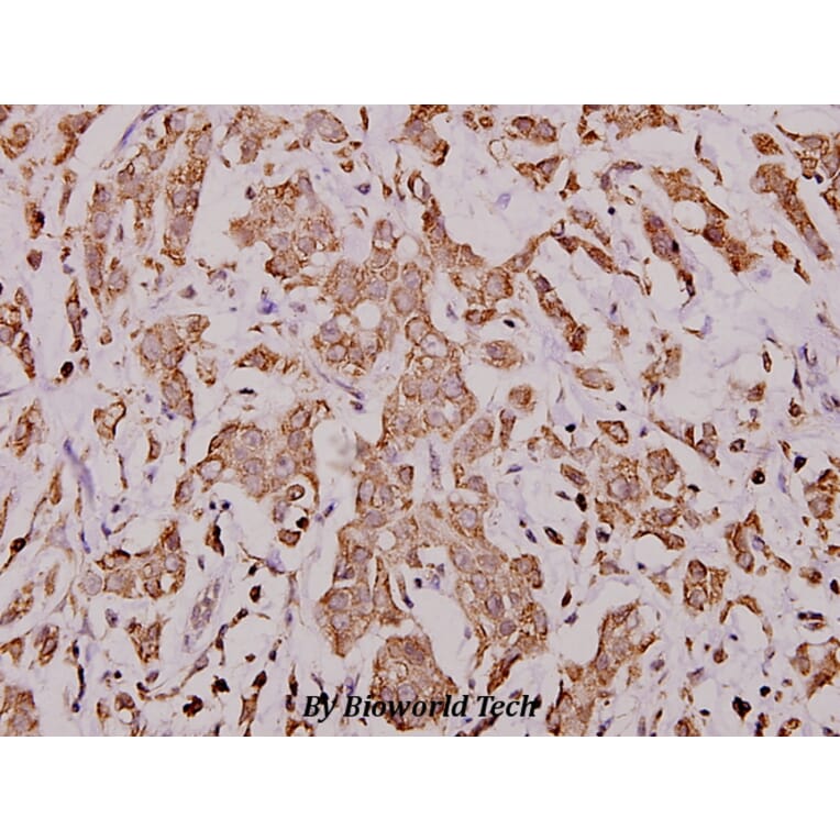 Anti-Cytochrome c (H19) Antibody from Bioworld Technology (BS1089) - Antibodies.com