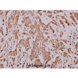 Anti-Cytochrome c (H19) Antibody from Bioworld Technology (BS1089) - Antibodies.com