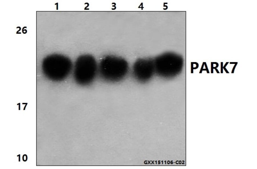 Anti-PARK7 (P54) Antibody from Bioworld Technology (BS1090) - Antibodies.com