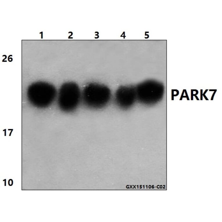 Anti-PARK7 (P54) Antibody from Bioworld Technology (BS1090) - Antibodies.com