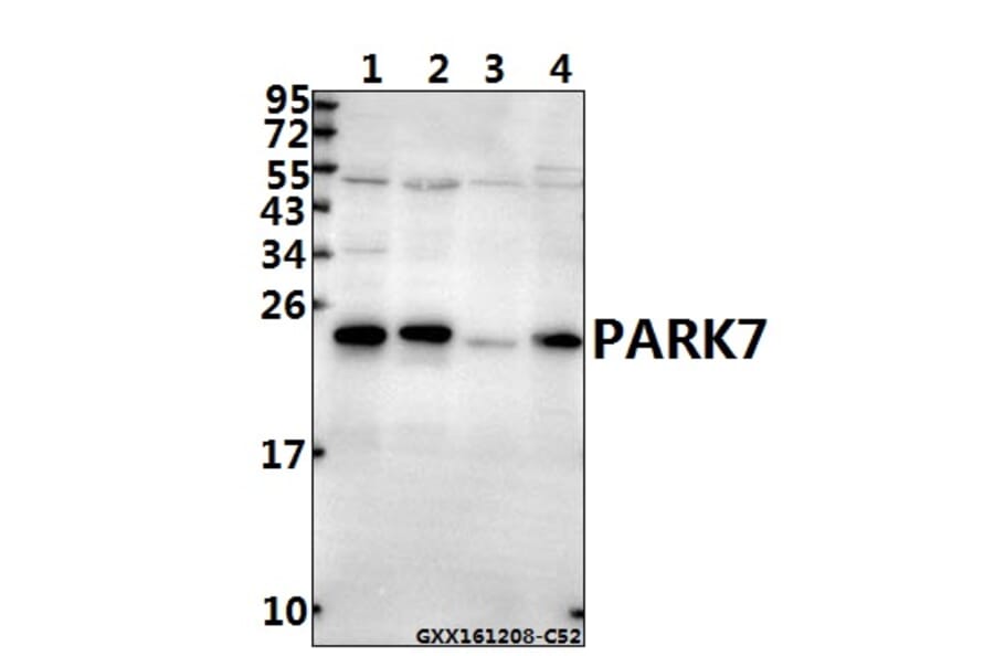 Anti-PARK7 (P54) Antibody from Bioworld Technology (BS1090) - Antibodies.com