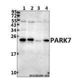 Anti-PARK7 (P54) Antibody from Bioworld Technology (BS1090) - Antibodies.com