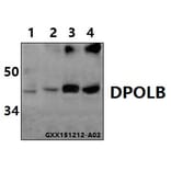 Anti-DNA pol β (Q324) Antibody from Bioworld Technology (BS1091) - Antibodies.com