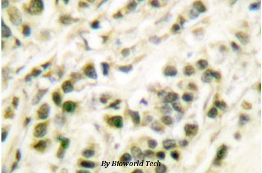 Anti-DNA pol β (Q324) Antibody from Bioworld Technology (BS1091) - Antibodies.com