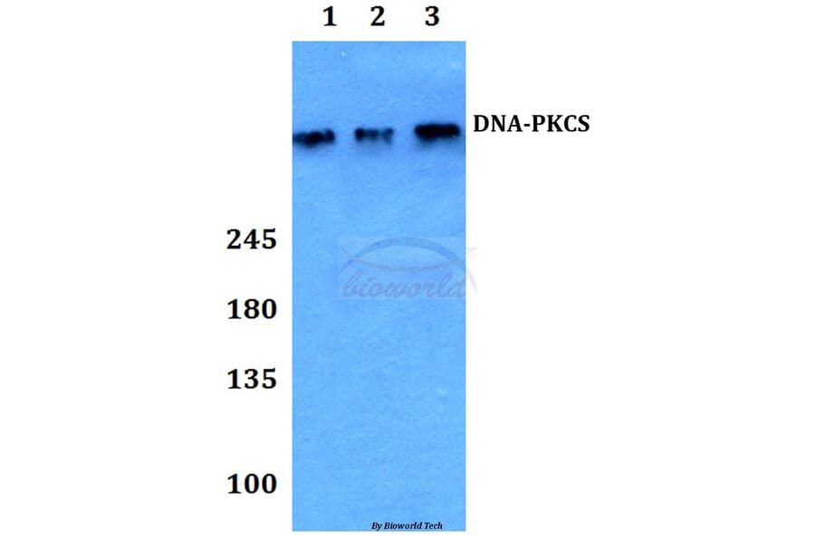 Anti-DNA-PKCS (R4090) Antibody from Bioworld Technology (BS1092) - Antibodies.com