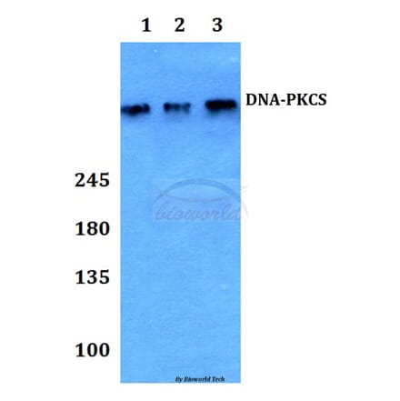 Anti-DNA-PKCS (R4090) Antibody from Bioworld Technology (BS1092) - Antibodies.com