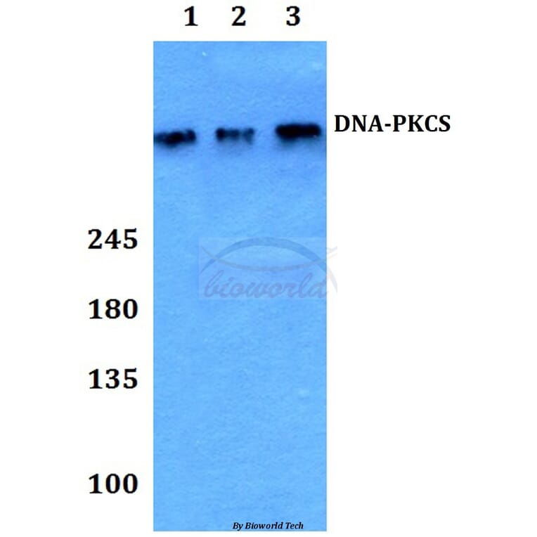 Anti-DNA-PKCS (R4090) Antibody from Bioworld Technology (BS1092) - Antibodies.com