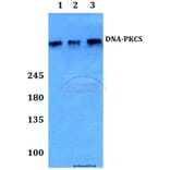 Anti-DNA-PKCS (R4090) Antibody from Bioworld Technology (BS1092) - Antibodies.com