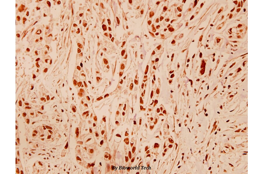 Anti-DNA-PKCS (R4090) Antibody from Bioworld Technology (BS1092) - Antibodies.com