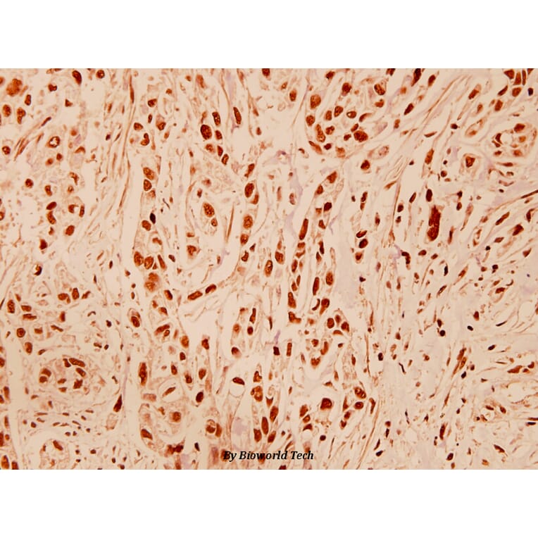 Anti-DNA-PKCS (R4090) Antibody from Bioworld Technology (BS1092) - Antibodies.com