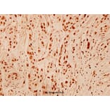 Anti-DNA-PKCS (R4090) Antibody from Bioworld Technology (BS1092) - Antibodies.com