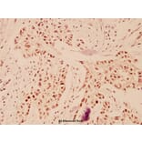 Anti-TFDP1 (V393) Antibody from Bioworld Technology (BS1093) - Antibodies.com