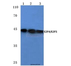 Anti-E2F4/E2F5 (L50/83) Antibody from Bioworld Technology (BS1095) - Antibodies.com