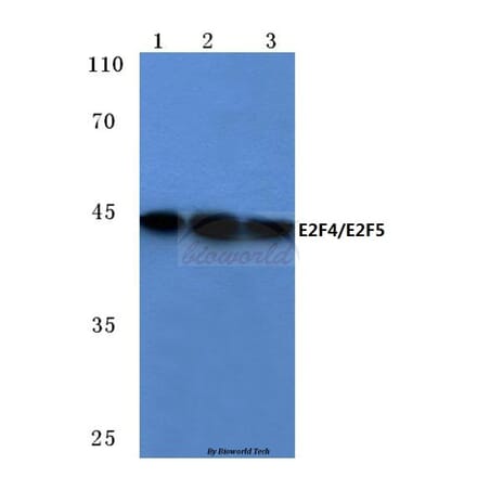 Anti-E2F4/E2F5 (L50/83) Antibody from Bioworld Technology (BS1095) - Antibodies.com
