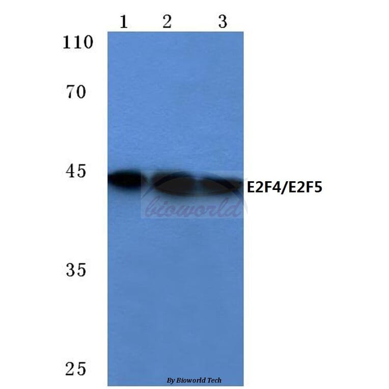 Anti-E2F4/E2F5 (L50/83) Antibody from Bioworld Technology (BS1095) - Antibodies.com