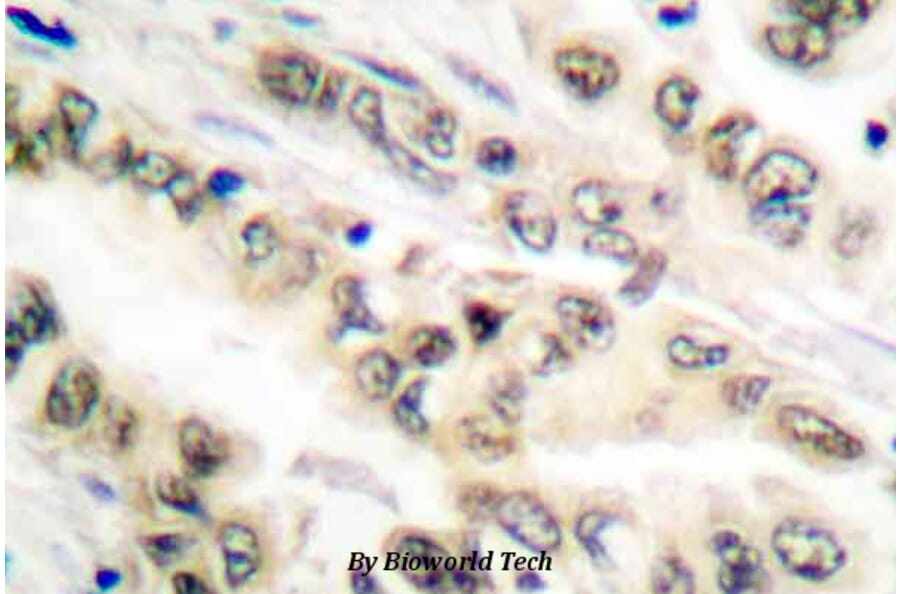 Anti-E2F4/E2F5 (L50/83) Antibody from Bioworld Technology (BS1095) - Antibodies.com