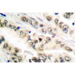 Anti-E2F4/E2F5 (L50/83) Antibody from Bioworld Technology (BS1095) - Antibodies.com