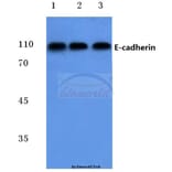 Anti-E-cadherin (G2) Antibody from Bioworld Technology (BS1097) - Antibodies.com