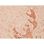 Anti-E-cadherin (G2) Antibody from Bioworld Technology (BS1097) - Antibodies.com