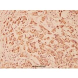 Anti-E-cadherin (R868) Antibody from Bioworld Technology (BS1098) - Antibodies.com