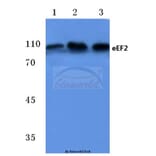 Anti-EEF2 (A50) Antibody from Bioworld Technology (BS1099) - Antibodies.com