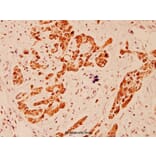 Anti-EEF2 (A50) Antibody from Bioworld Technology (BS1099) - Antibodies.com