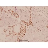 Anti-eEF2K (P360) Antibody from Bioworld Technology (BS1100) - Antibodies.com