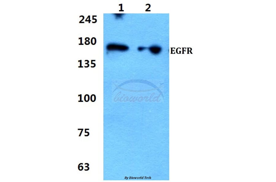Anti-EGFR (S1064) Antibody from Bioworld Technology (BS1101) - Antibodies.com