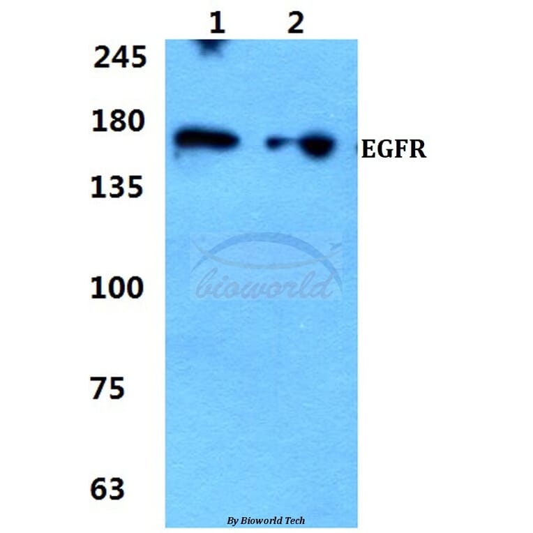 Anti-EGFR (S1064) Antibody from Bioworld Technology (BS1101) - Antibodies.com