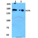 Anti-EGFR (S1064) Antibody from Bioworld Technology (BS1101) - Antibodies.com