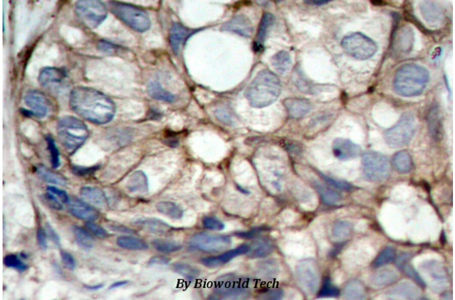 Anti-EGFR (S1064) Antibody from Bioworld Technology (BS1101) - Antibodies.com