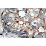 Anti-EGFR (S1064) Antibody from Bioworld Technology (BS1101) - Antibodies.com