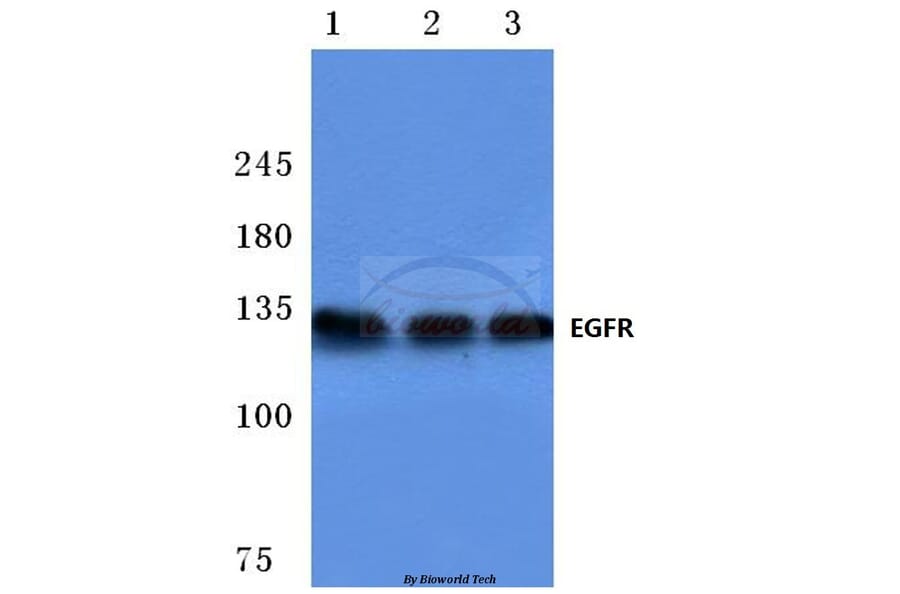 Anti-EGFR (F1086) Antibody from Bioworld Technology (BS1102) - Antibodies.com