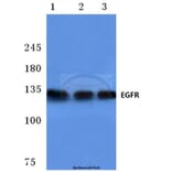 Anti-EGFR (F1086) Antibody from Bioworld Technology (BS1102) - Antibodies.com