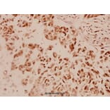 Anti-EGFR (F1086) Antibody from Bioworld Technology (BS1102) - Antibodies.com