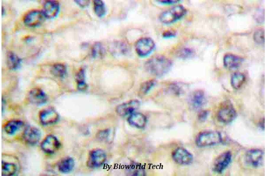 Anti-EGFR (H672) Antibody from Bioworld Technology (BS1103) - Antibodies.com