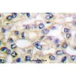 Anti-EGFR (H672) Antibody from Bioworld Technology (BS1103) - Antibodies.com