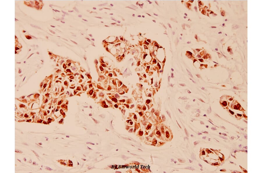 Anti-EGFR (E687) Antibody from Bioworld Technology (BS1104) - Antibodies.com