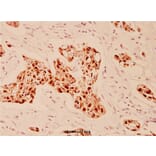 Anti-EGFR (E687) Antibody from Bioworld Technology (BS1104) - Antibodies.com