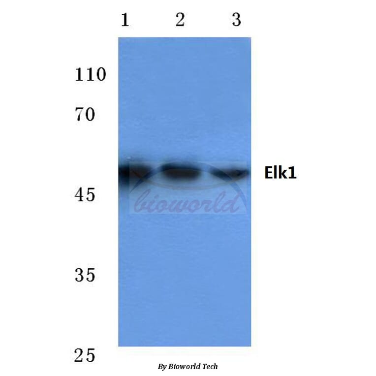 Anti-Elk1 (H377) Antibody from Bioworld Technology (BS1105) - Antibodies.com